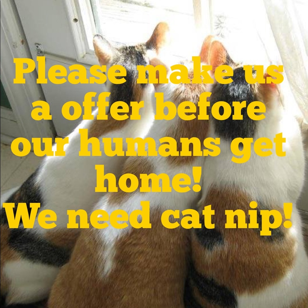 🐈 🐾 Hello! Welcome to come our human closet 🐈🐾